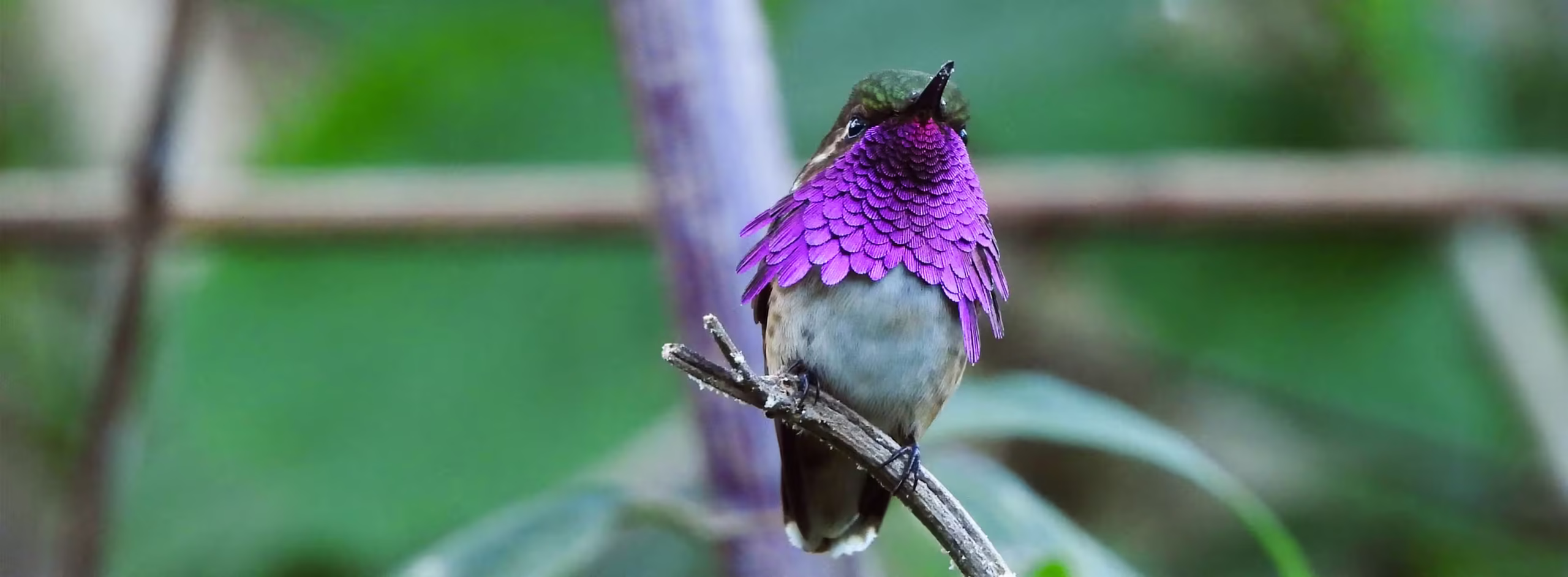 Colibries