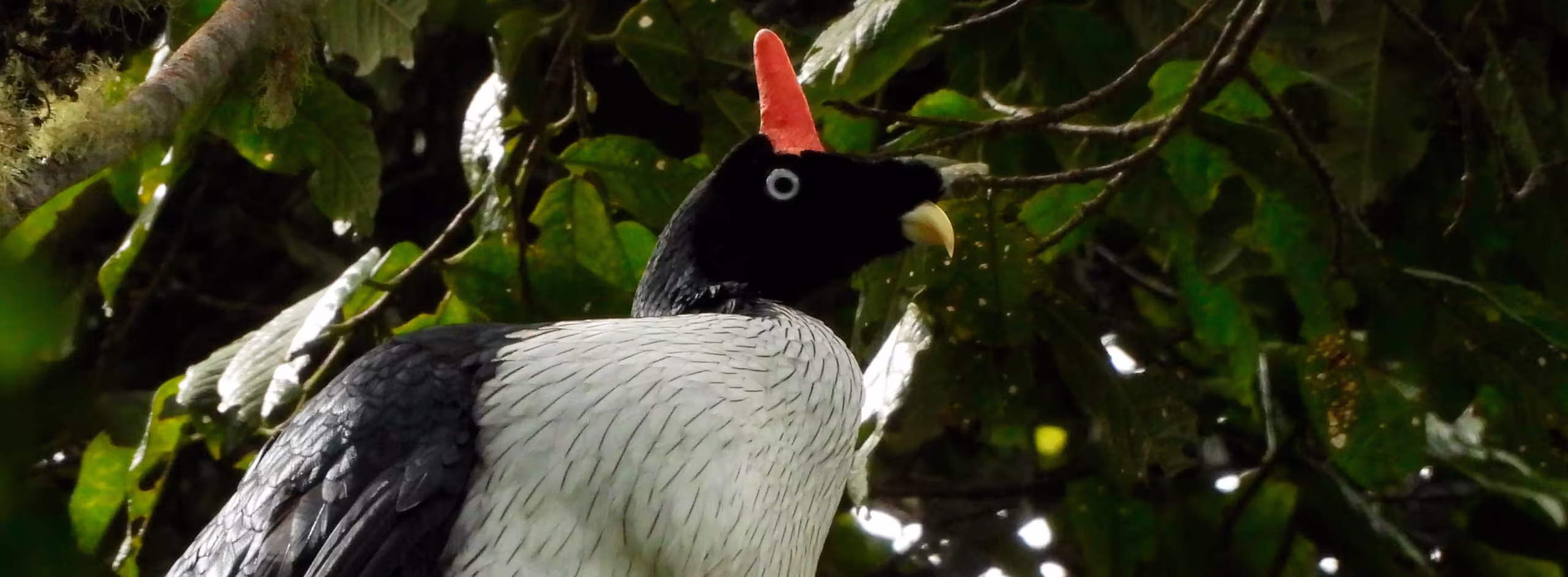 Pavo-baner