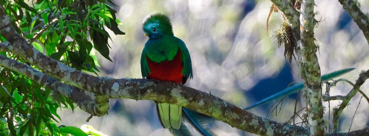 Quetzal (1)